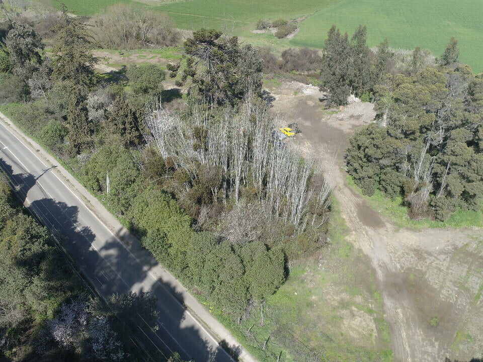 vegetacion, arboles al lado de carretera