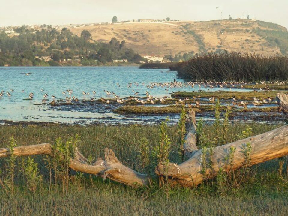 paisaje, aves en la playa