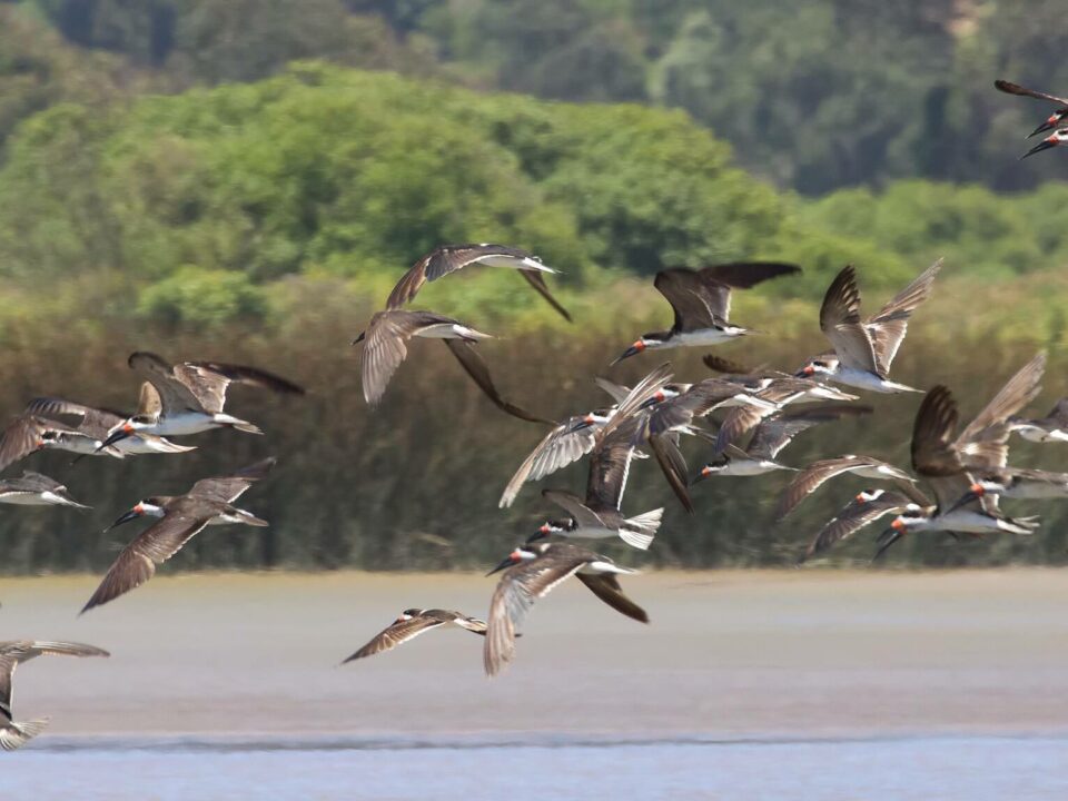 aves volando sobre la playa